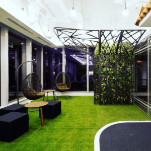 Low Maintenance Grass